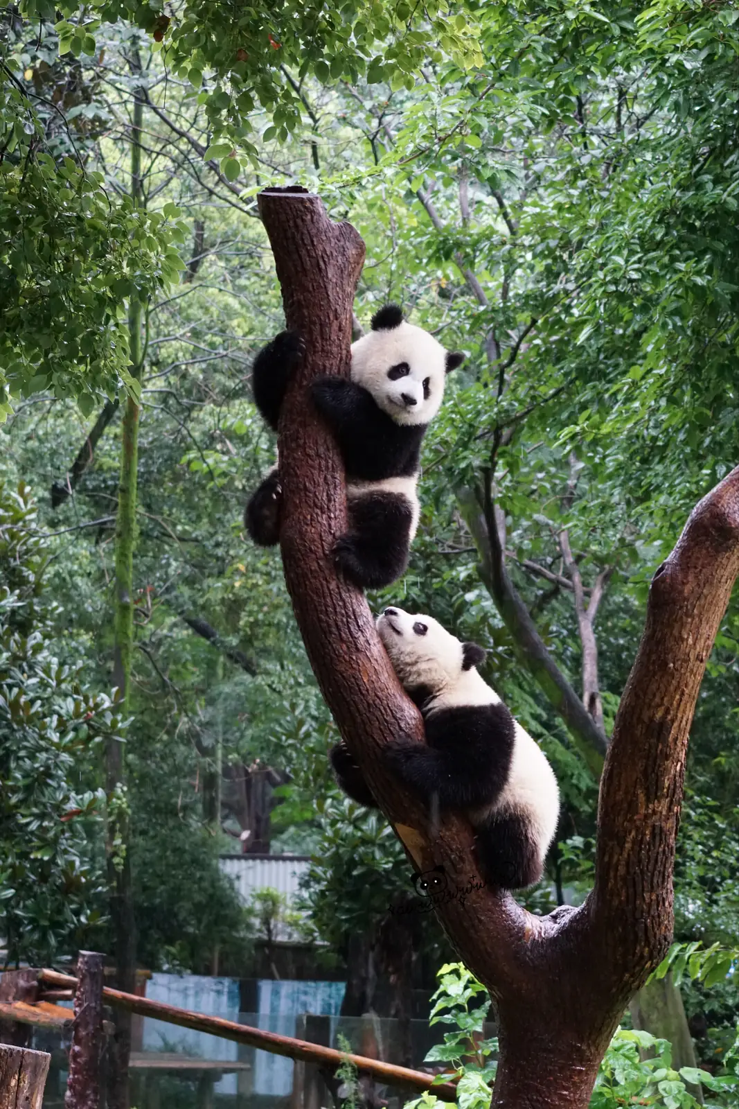 Two young giant pandas climbing a tree in Chengdu