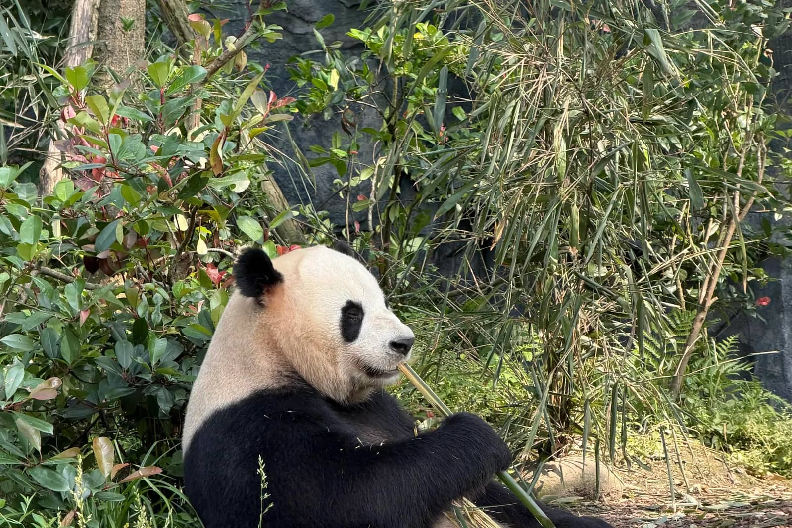 A young giant panda enjoying bamboo in Chengdu