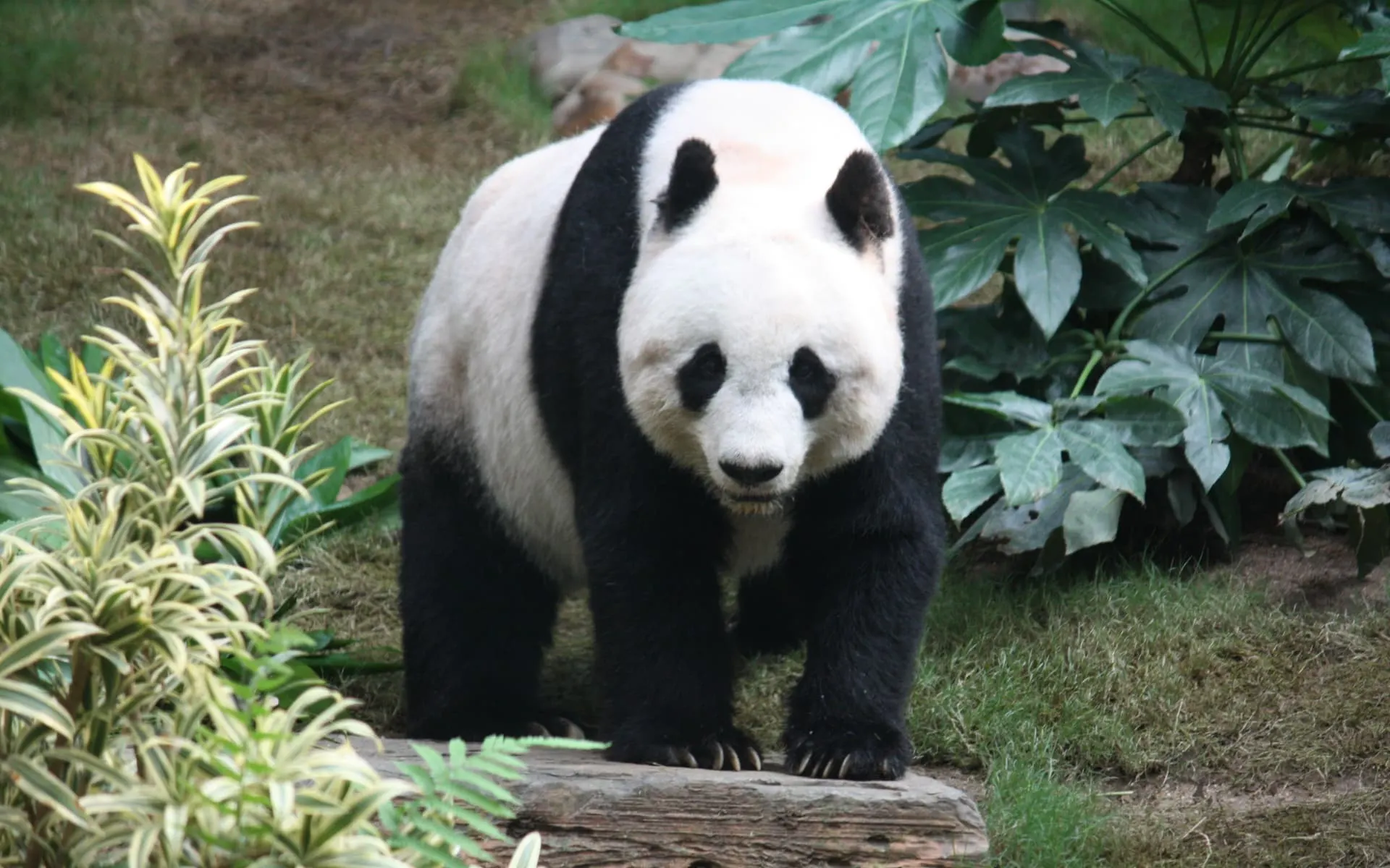 A giant panda at the Chengdu panda breeding and research center