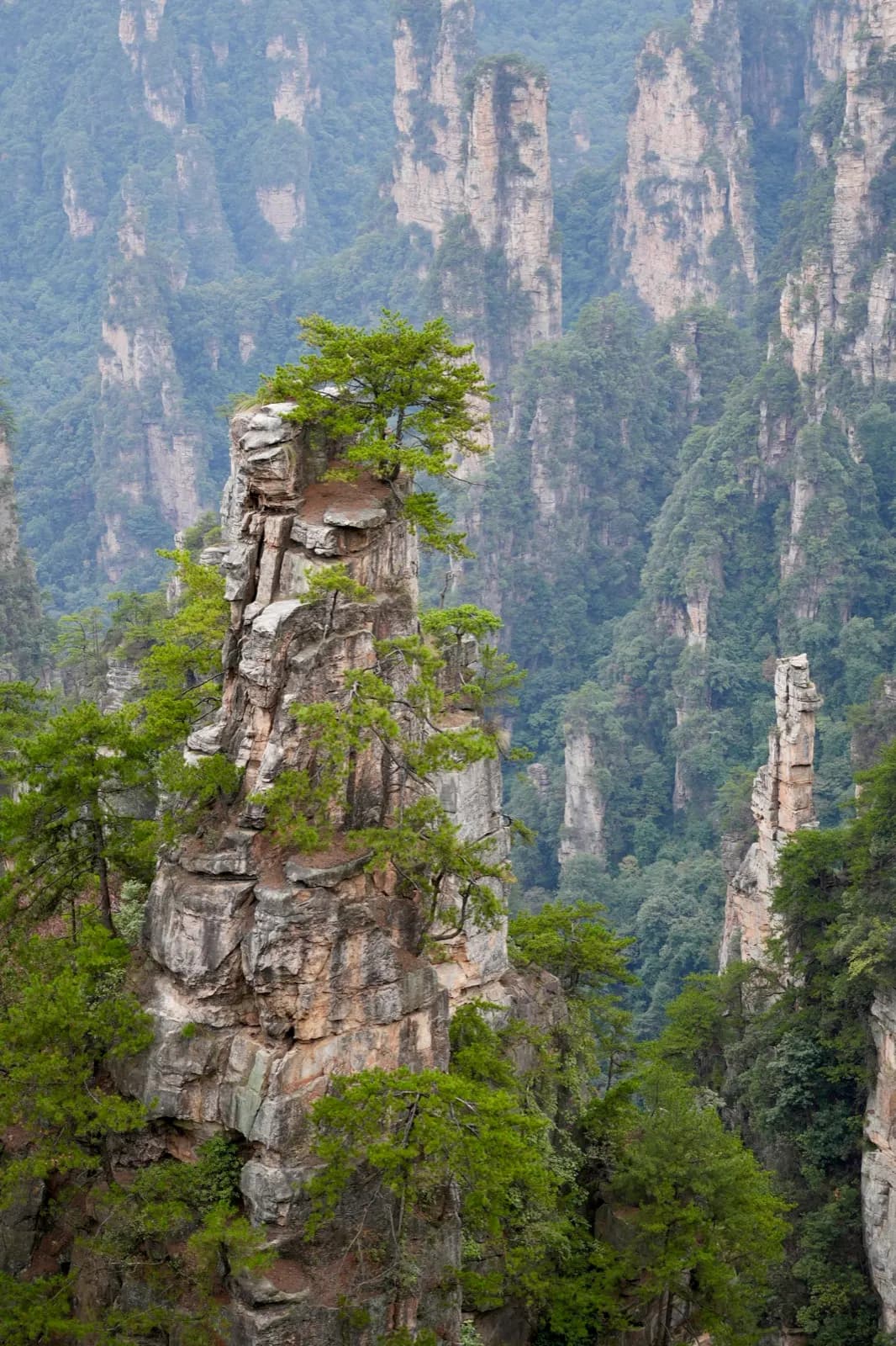 Vertical sandstone spires in Zhangjiajie National Forest Park