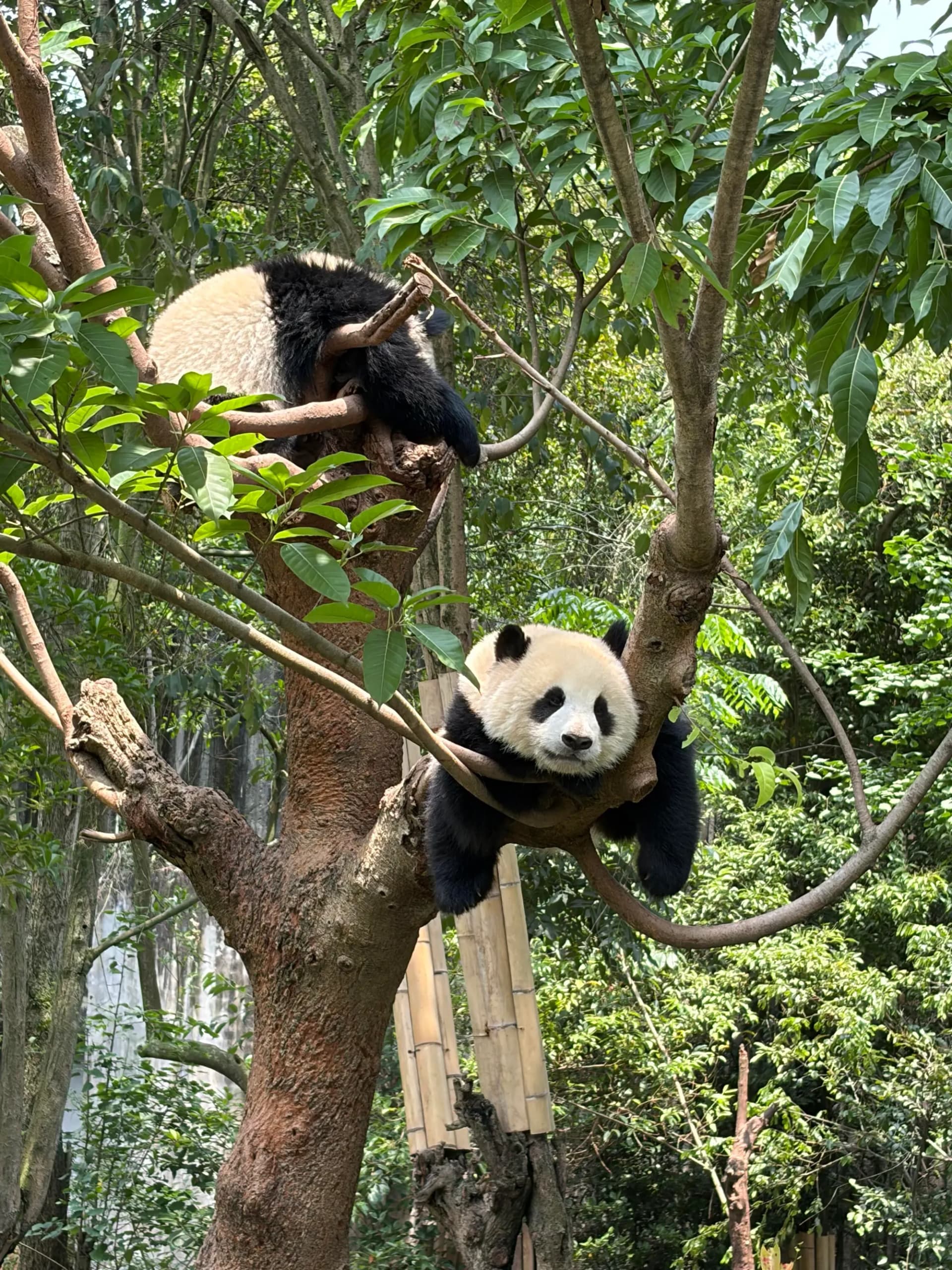 A giant panda in a leafy Chengdu habitat