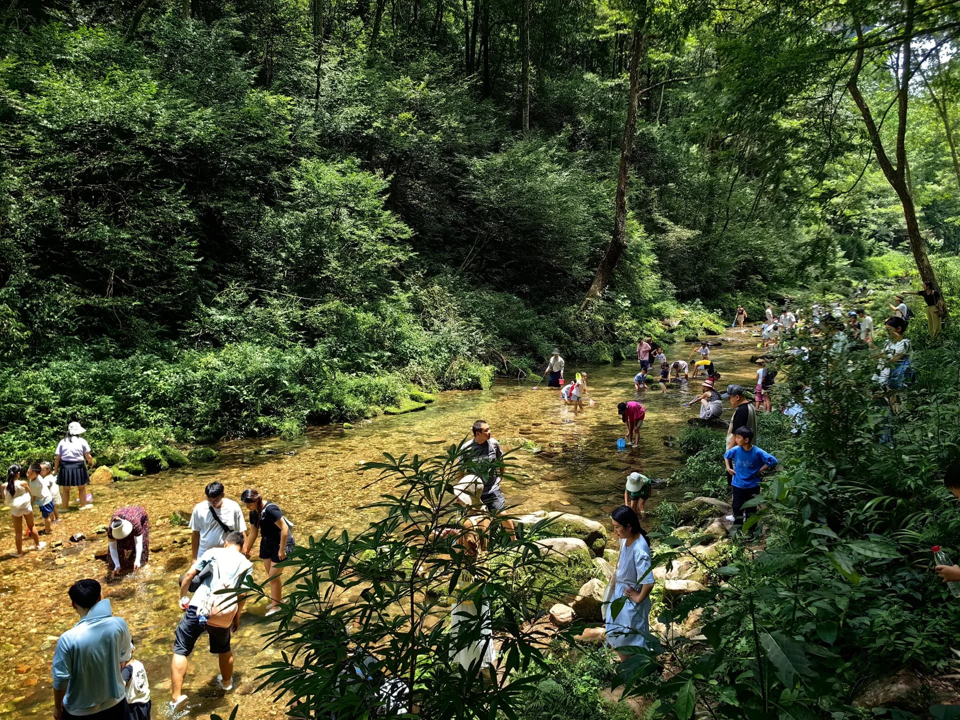 Lower forest walking route beside Golden Whip Stream