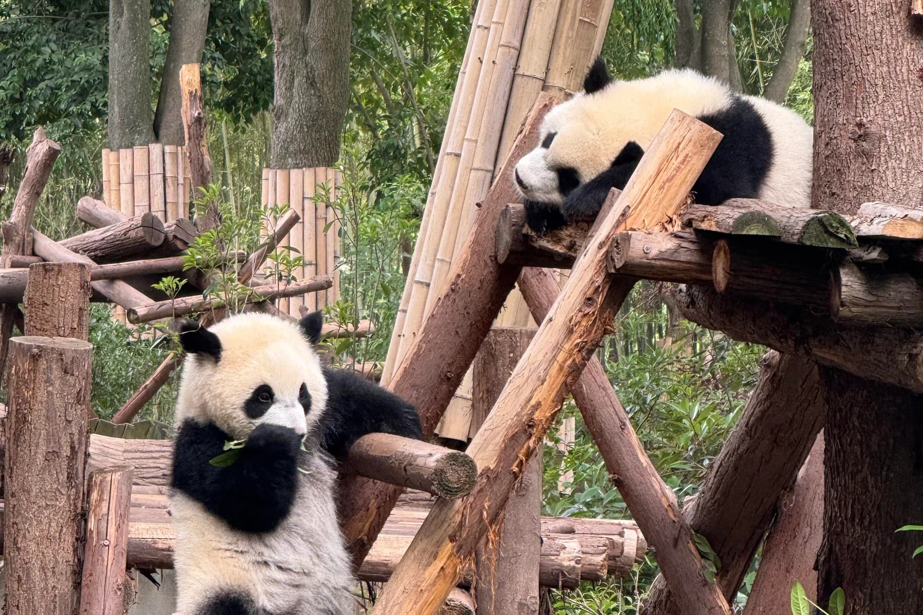 Two giant pandas resting and feeding on wooden platforms at Chengdu Panda Base