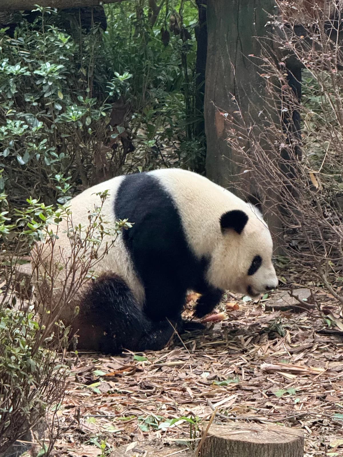 A giant panda walking through a wooded enclosure at Chengdu Panda Base