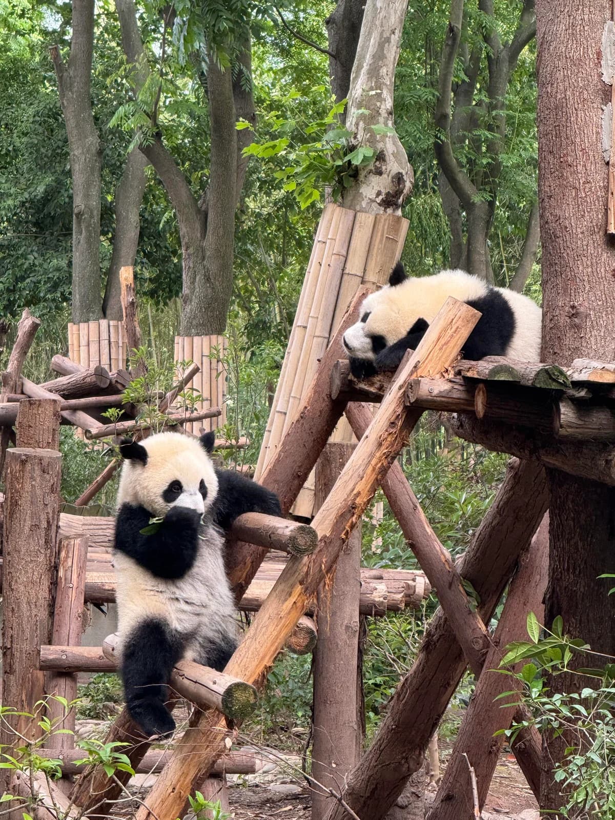 Two giant pandas resting and feeding on wooden platforms at Chengdu Panda Base
