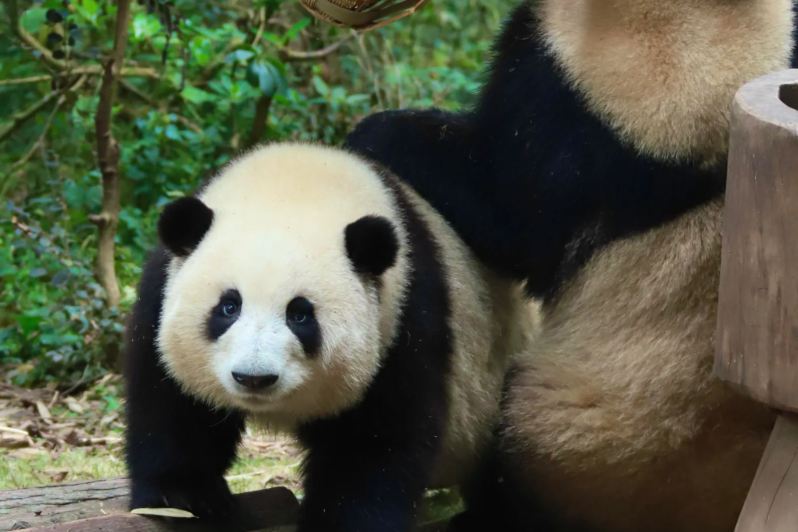 A giant panda eating bamboo in Chengdu
