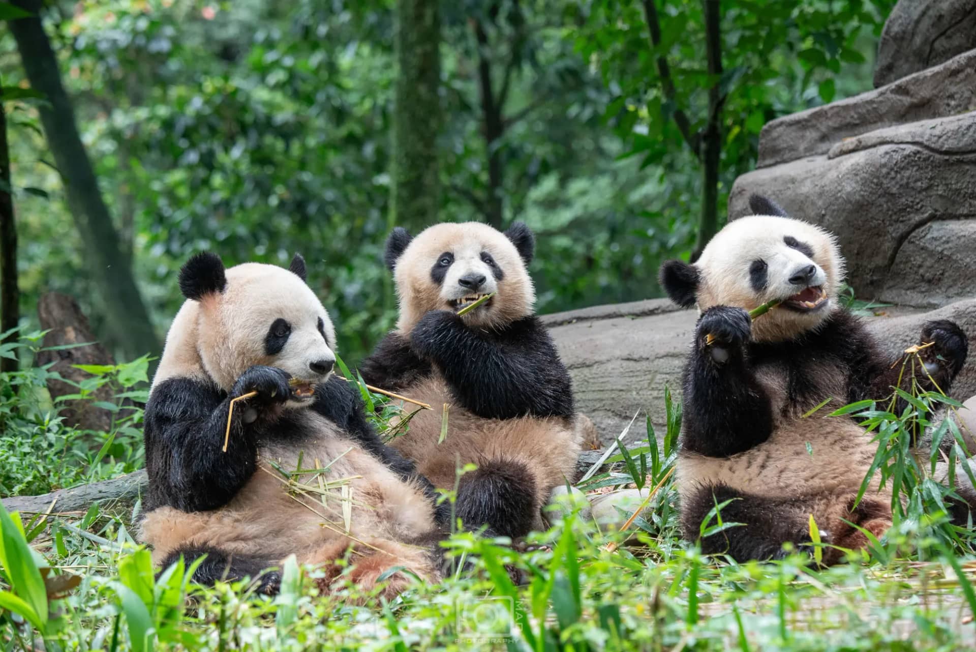 A giant panda resting among bamboo near Chengdu