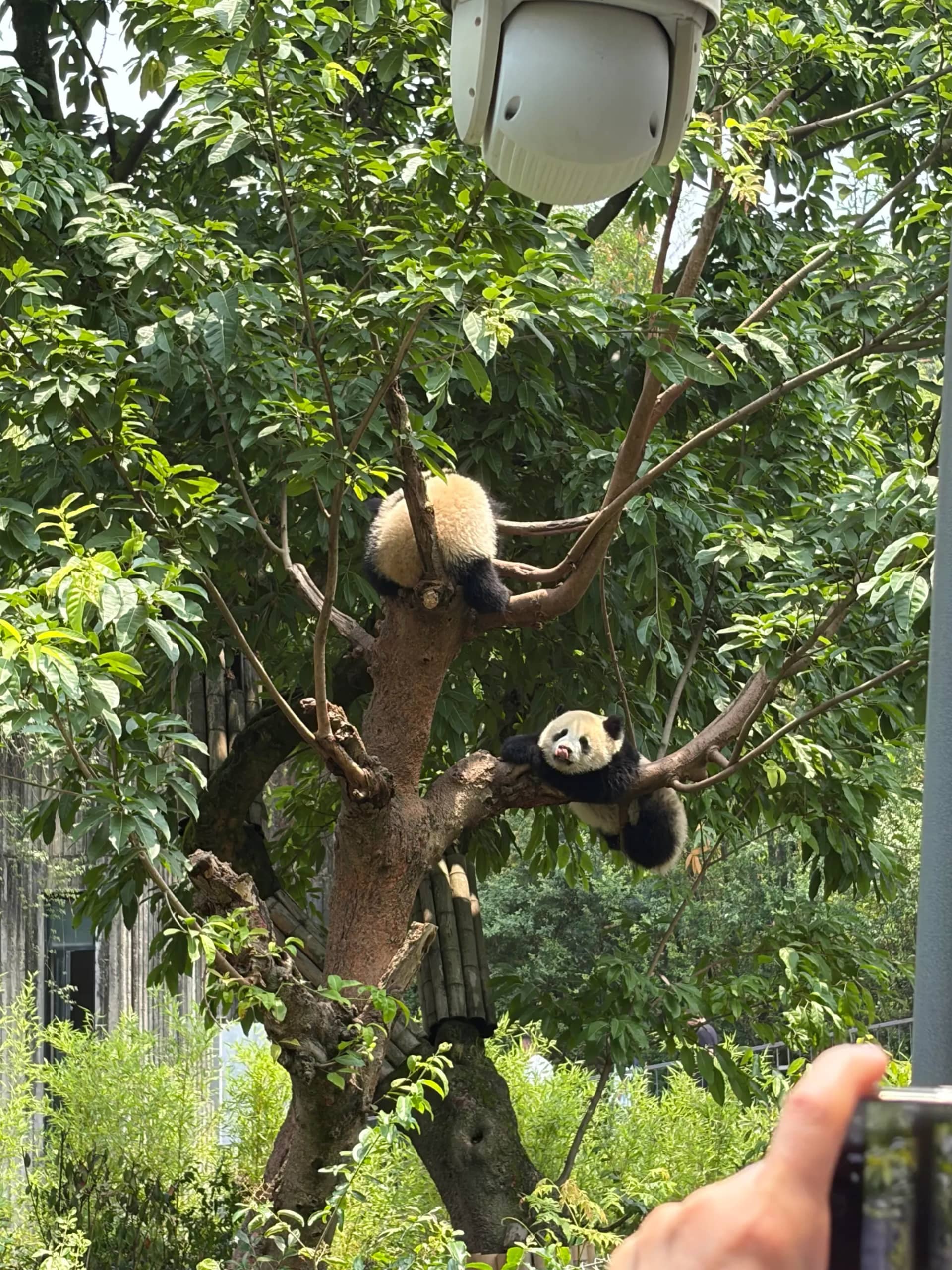 A close view of a giant panda in Chengdu