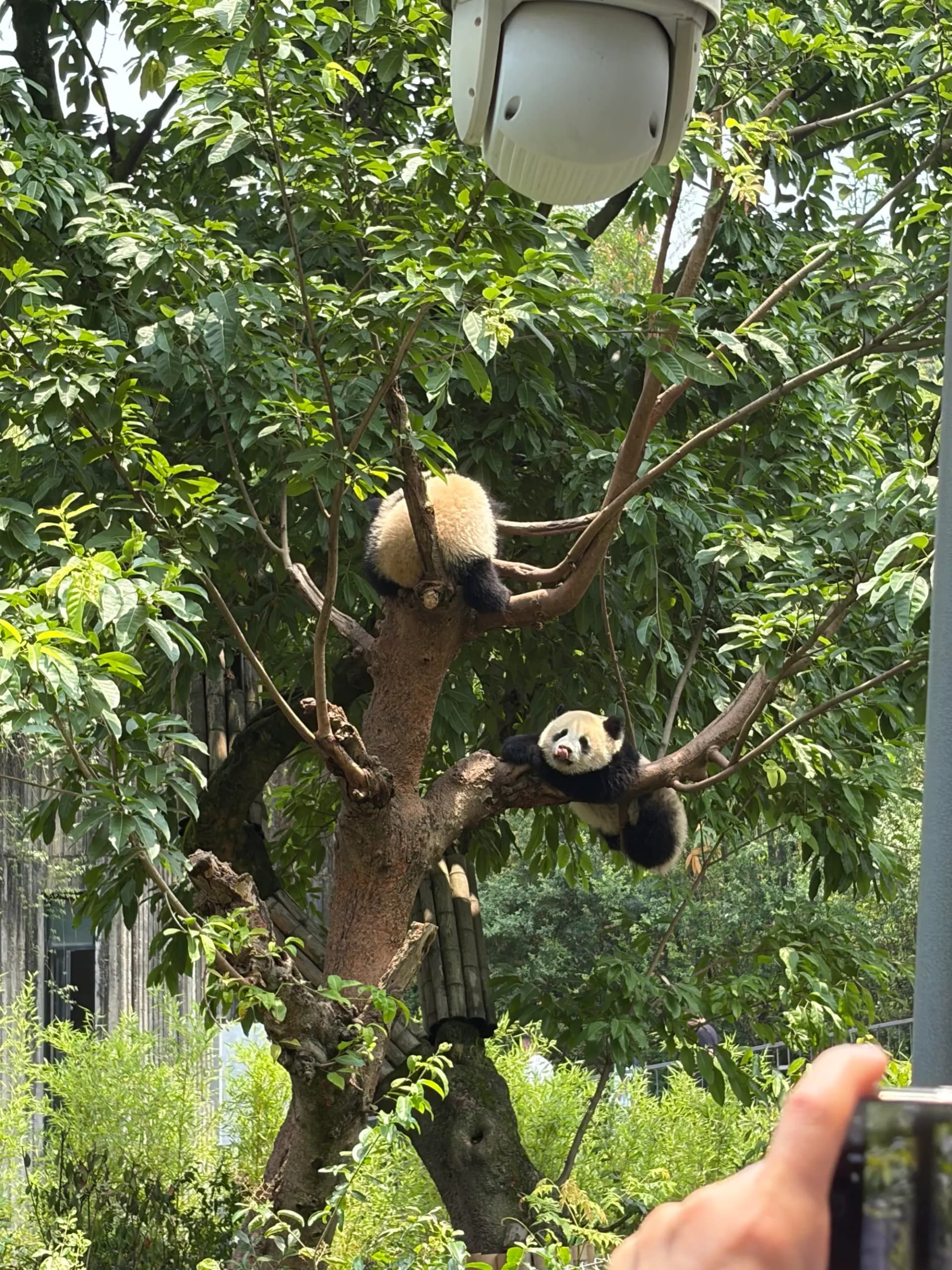 A close view of a giant panda in Chengdu