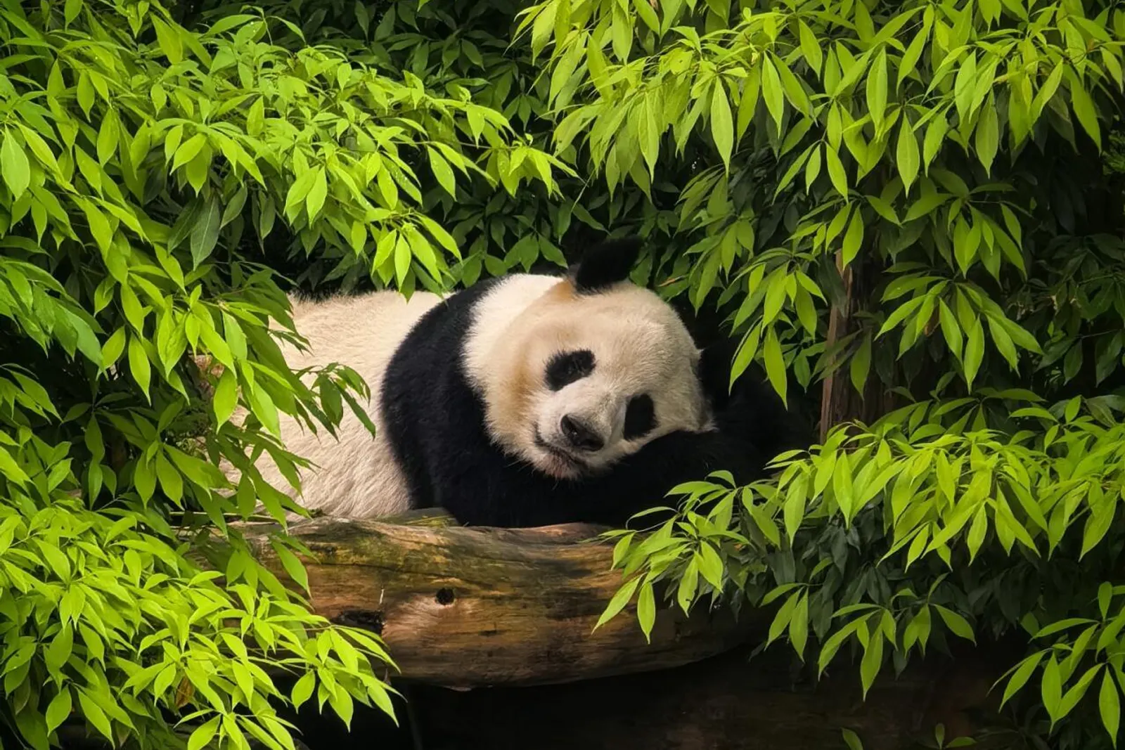 Giant panda resting among bamboo at Chengdu Panda Base