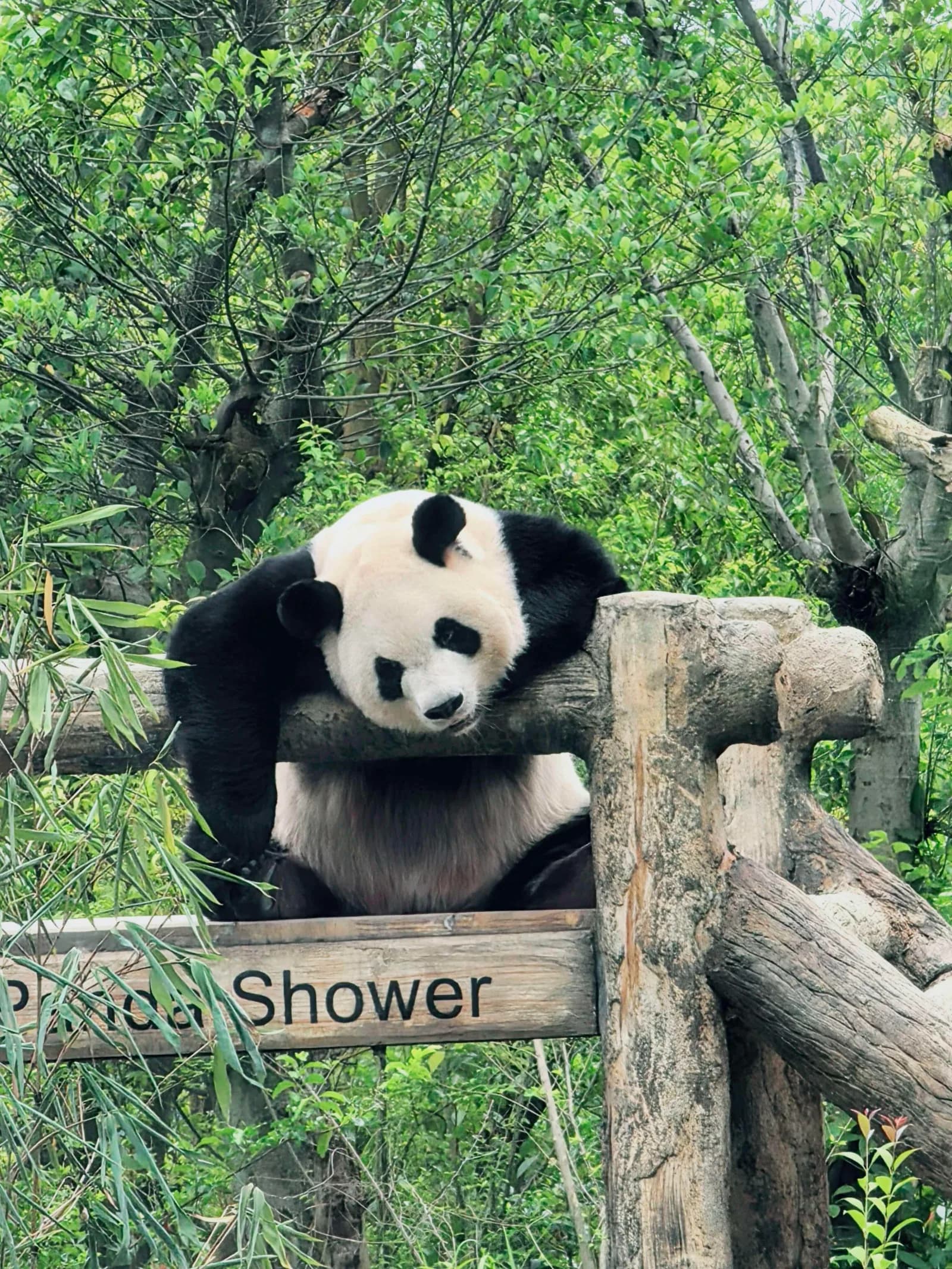 A giant panda resting among trees at Chengdu Research Base of Giant Panda Breeding